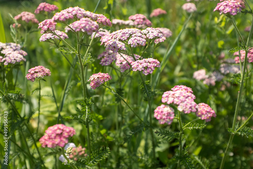 Landscape with yarrow flowers, selective focus. Field with pink flowers of yarrow for design or project. A bloom yarrow meadowland for publication, poster, calendar, post, card, banner, cover, website