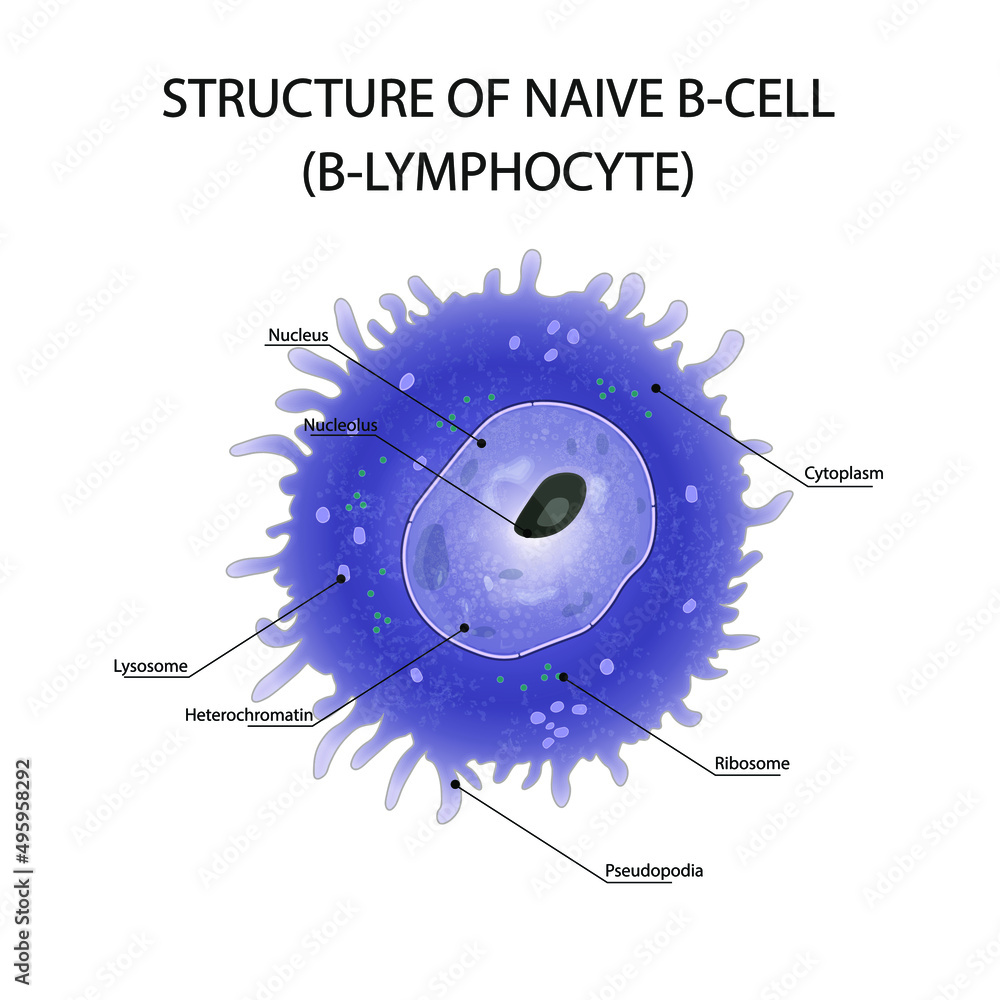 Structure of Blymphocyte. Naive Bcell Anatomy of Bcell. Cell of the