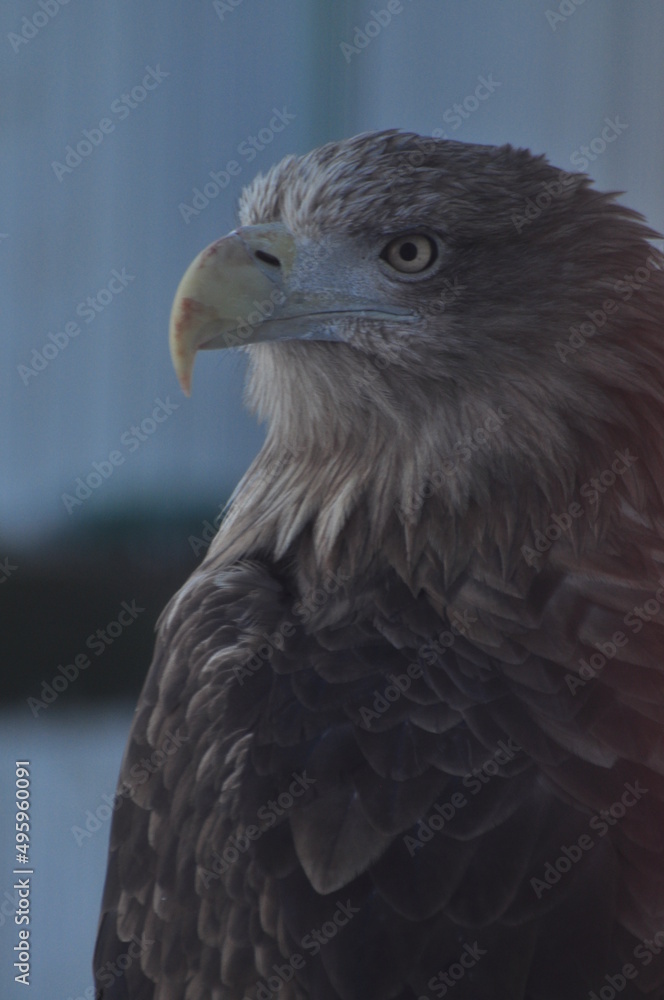 Animals are a traditionally (since the time of Aristotle) distinguished category of organisms, currently considered as a biological kingdom. Animals are a traditionally (since the time of Aristotle) distinguished category of organisms, currently considered as a biological kingdom.