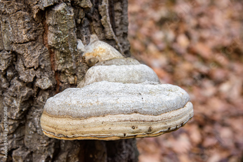 Big mushroom on the tree