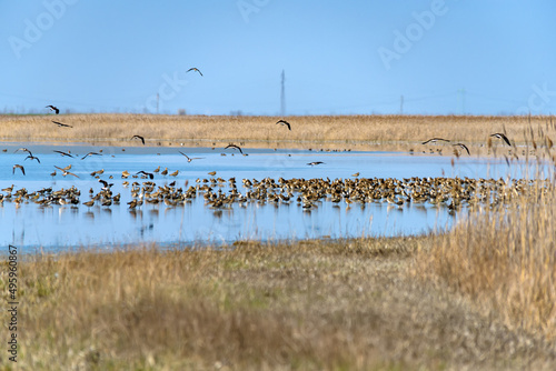 Big salt lake Slano Kopovo in north Serbia, remains of Panonian sea and natural habitat for many bird species. Special Nature Reserve Slano Kopovo © nedomacki