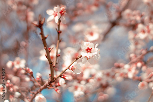 red sakura on a branch