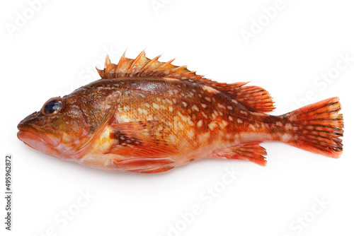 marbled rockfish isolated on white background photo