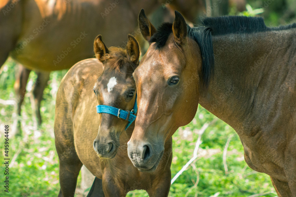 Fototapeta premium portrait of a horse