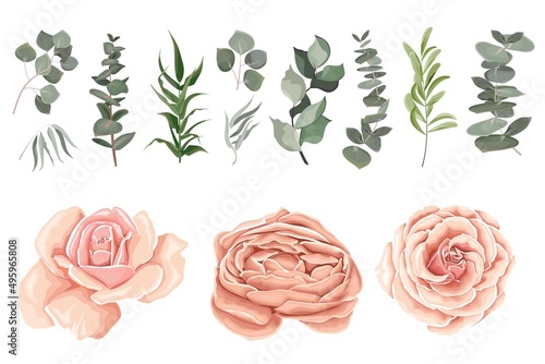 Vector set of flowers and herbs. Pink roses, various plants, leaves, grass. Collection of greenery, eucalyptus.