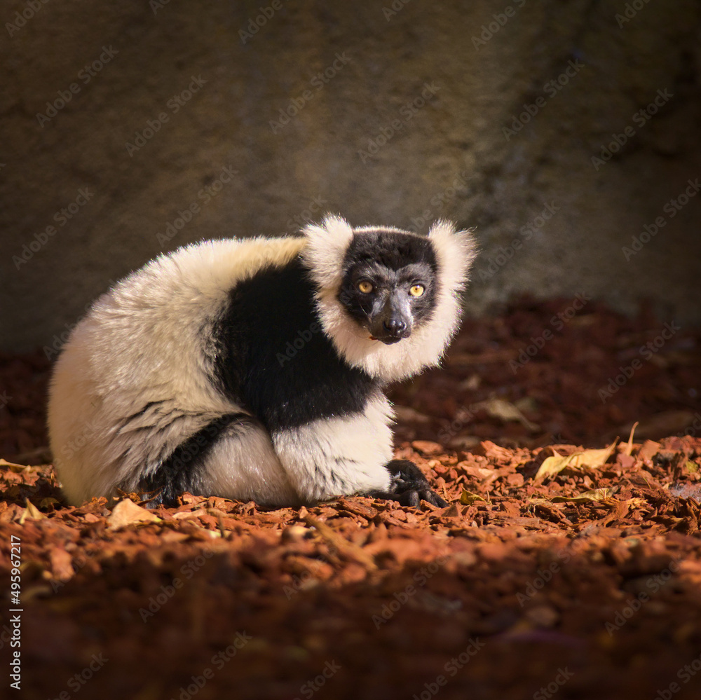 Fototapeta premium Cute lemur with a long beautiful tail.