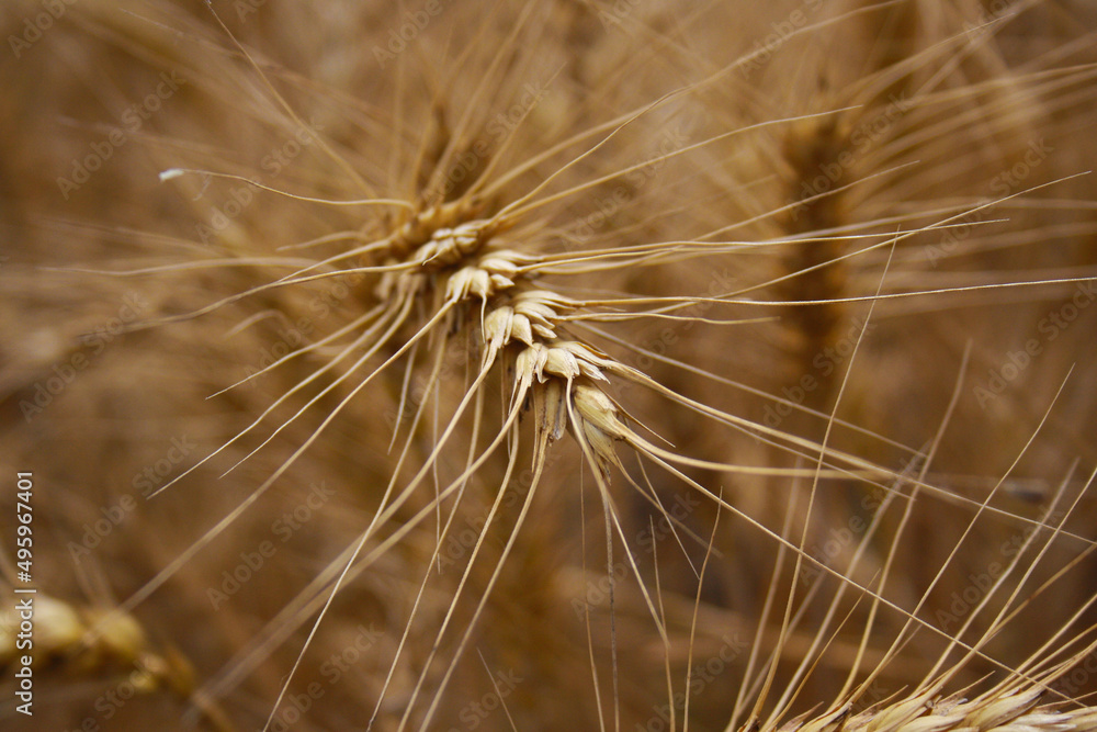 ears of wheat