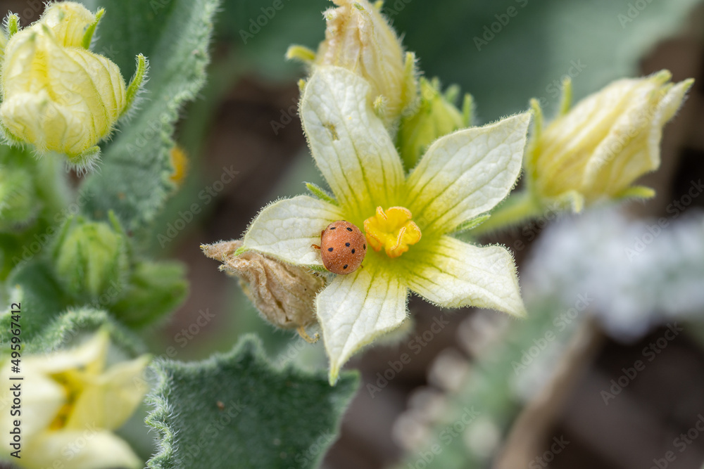 Melon ladybug (Henosepilachna argus) on a flower of a Melon ladybug (Henosepilachna argus) on a flower of a