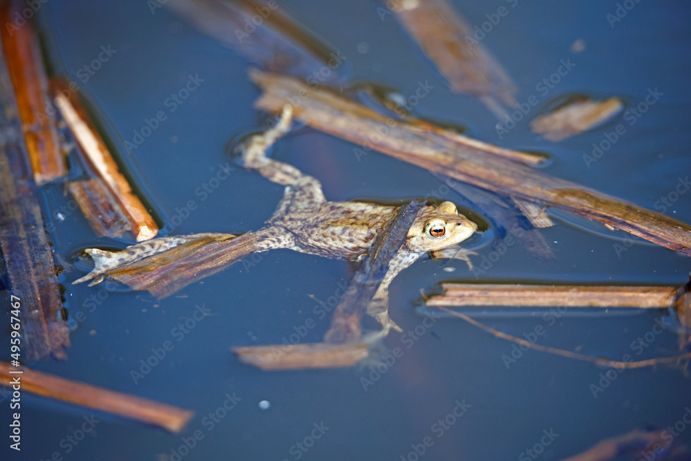 Common toads in the pond during the breeding season