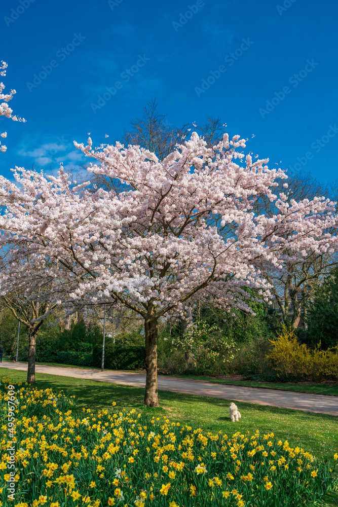 Fototapeta premium Beautiful outdoor scenery. Spring landscape
