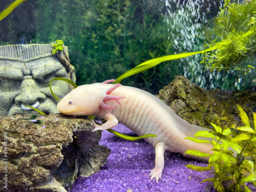 Foto de Underwater Axolotl portrait in an aquarium. Ambystoma mexicanum ...