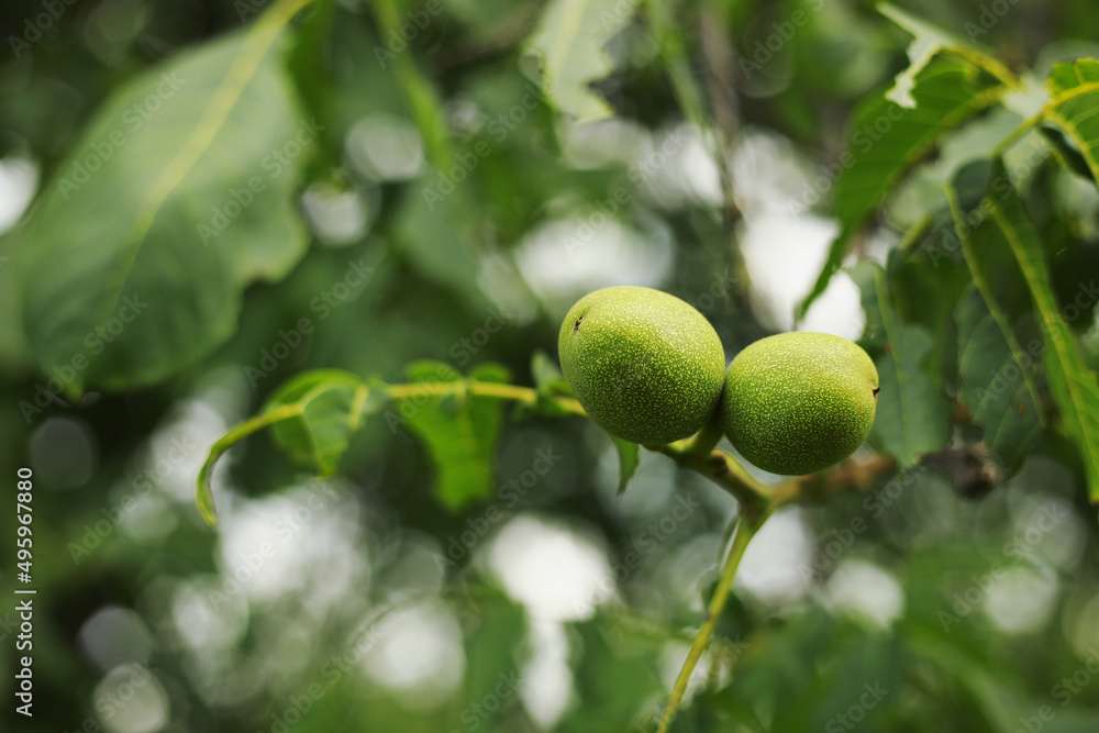 Green walnut yaoung fruits ripening on the tree with leaves, natural agricultural background Green walnut yaoung fruits ripening on the tree with leaves, natural agricultural background