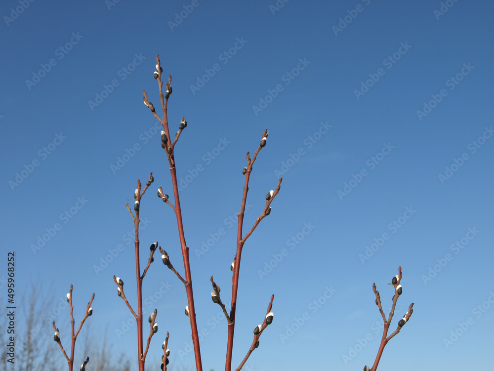Spring willow buds on a blue sky background Spring willow buds on a blue sky background
