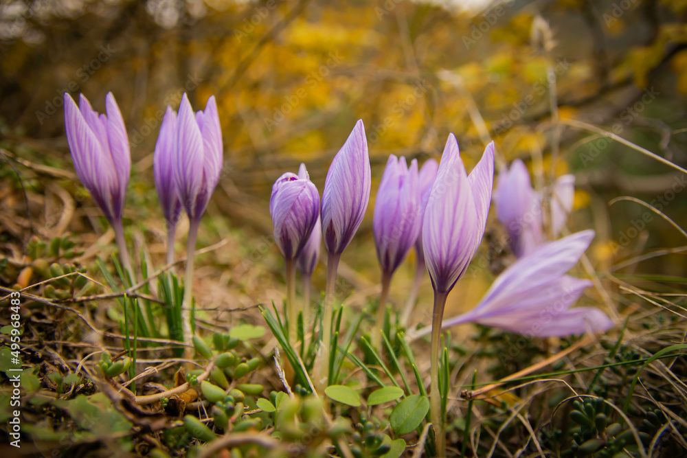 Close up of purple autumn crocus in bloom. Meadow saffron, selective focus. Close up of purple autumn crocus in bloom. Meadow saffron, selective focus.