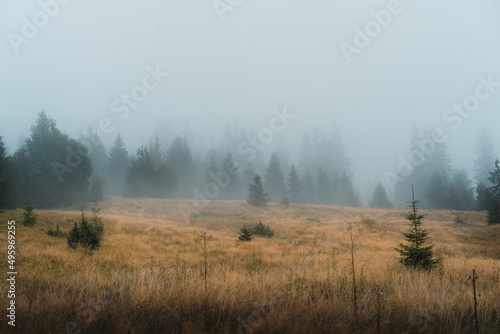 Foggy forest view