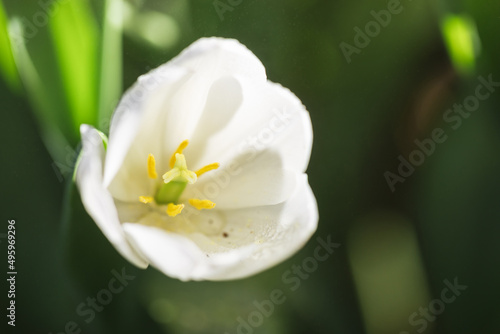 White Tulip flower in close up