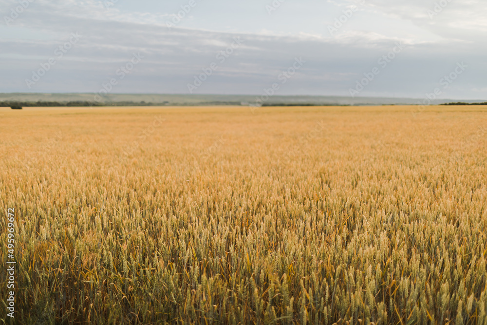 Wheat Field. Ears of wheat close up
