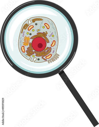 Animal cell under magnifying glass isolated on white background photo