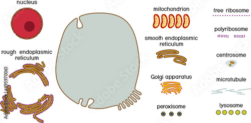 Educational game: assembling animal cell from ready-made components in form of stickers. Educational material with animal cell structure for biology lesson