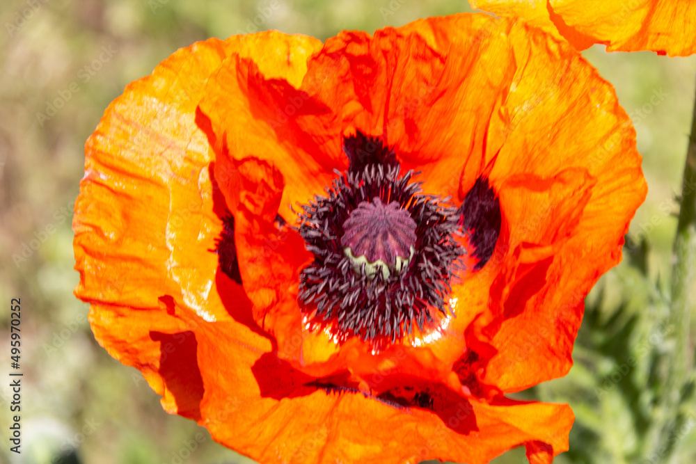 Bright red poppy flower close-up. Blurred background. Soft focus. Bright red poppy flower close-up. Blurred background. Soft focus.