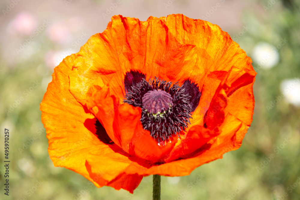 Bright red poppy flower close-up. Soft focus. Blurred background. Bright red poppy flower close-up. Soft focus. Blurred background.