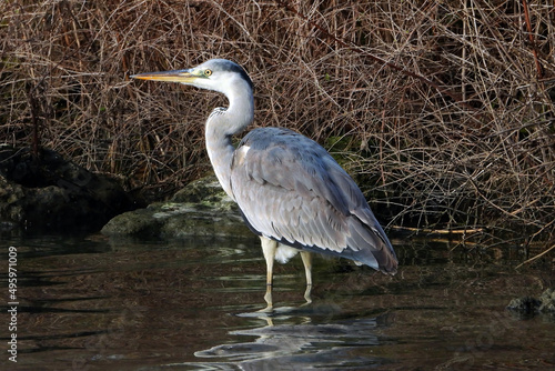 Beautiful grey heron standing in water