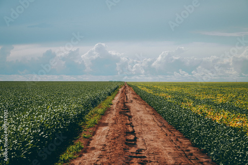 dirt road cutting through soybean plantation, field, blue sky