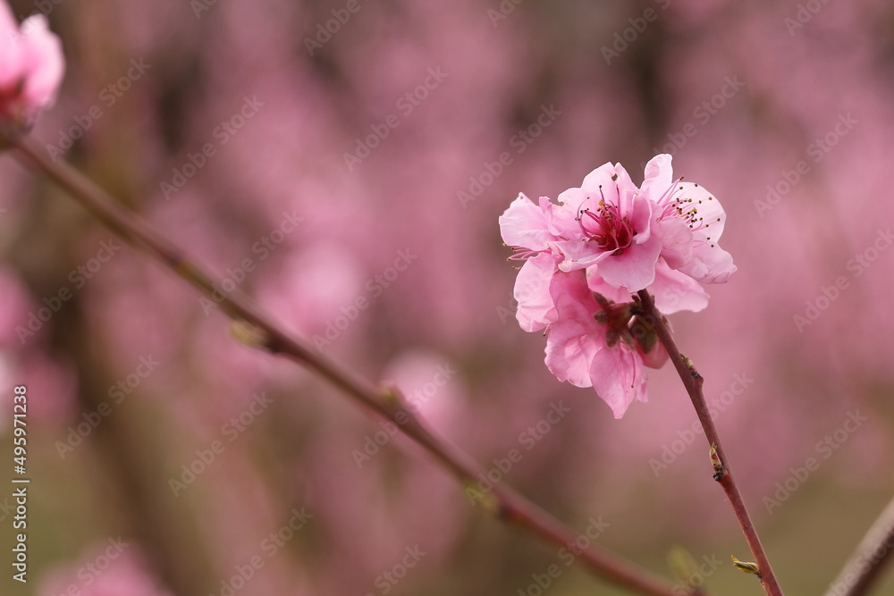 PEACH BLOSSOM IN SPRING IN A FIELD WITH PEACH TREES PEACH BLOSSOM IN SPRING IN A FIELD WITH PEACH TREES