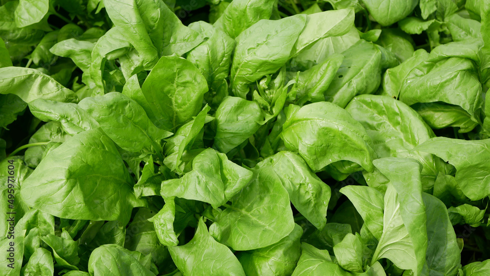 Spinach Spinacia oleracea seedlings growing fresh farm in field plant farming. Young leaves leaf leafy green in rows, agriculture Czech bio organic close up detail vegetable, source vitamins iron Spinach Spinacia oleracea seedlings growing fresh farm in field plant farming. Young leaves leaf leafy green in rows, agriculture Czech bio organic close up detail vegetable, source vitamins iron