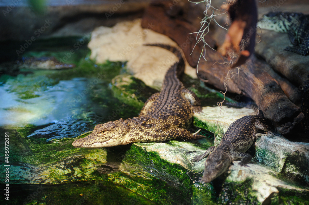 Small crocodiles basking on the rocks near the water in the terrarium. Small crocodiles basking on the rocks near the water in the terrarium.