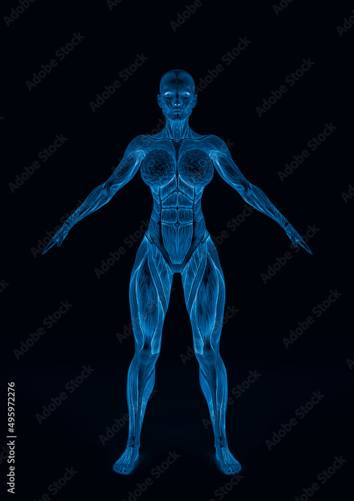 female bodybuilding in muscle maps in white background