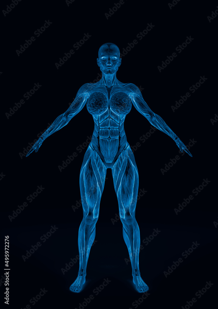 female bodybuilding in muscle maps in white background female bodybuilding in muscle maps in white background