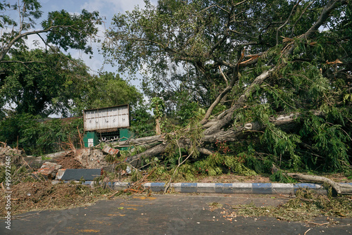 Kolkata, West Bengal, India - 23rd May 2020 : Super cyclone Amphan uprooted tree which fell and blocked pavement. The devastation has made many trees fall on ground. photo