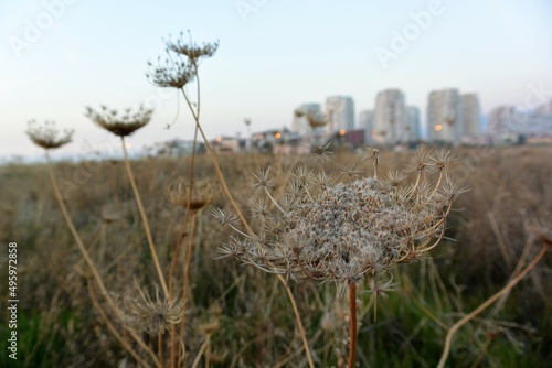 reeds in the wind, grass in a field with city silhouette in the background, selective focus, noise effect