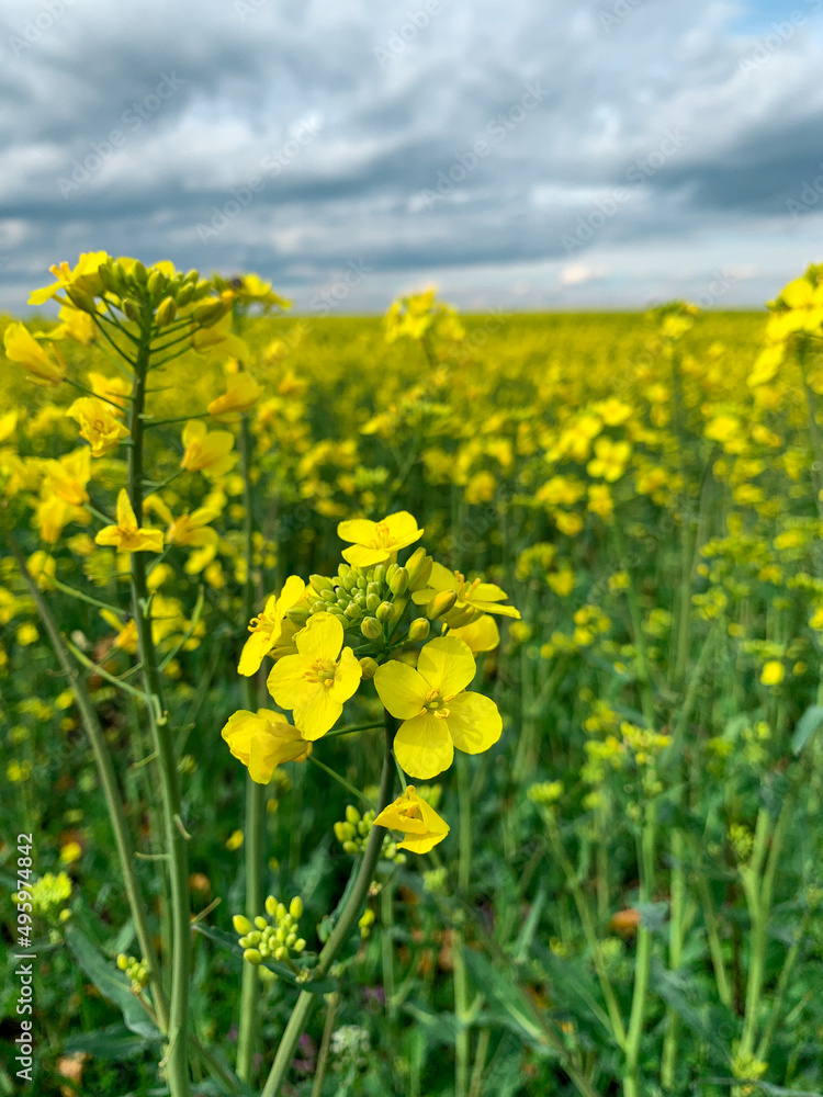 Isolated Rapeseed flowers in the field. Yellow mustard flower over blurred background.