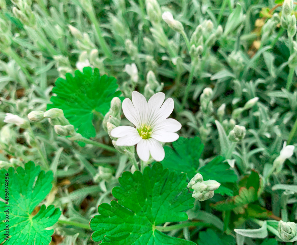 Small white flower also known as Snow in summer flower, Jerusalem star, Snow plant, Wooly mouse-ear chickweed and Cerastium tomentosum. Small white flower also known as Snow in summer flower, Jerusalem star, Snow plant, Wooly mouse-ear chickweed and Cerastium tomentosum.