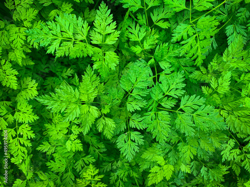 Green background wild Hemlock plant. Greenery wallpaper. Poison Hemlock leaves, also known as Devil’s porridge, Devil’s bread, Carrot fern and Poison parsley.