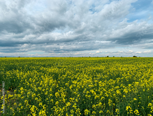 Landscape field of yellow oilseed rape flowers  also known as Rutabaga  Canola  Rape  Swede and Rapeseed oil seed.