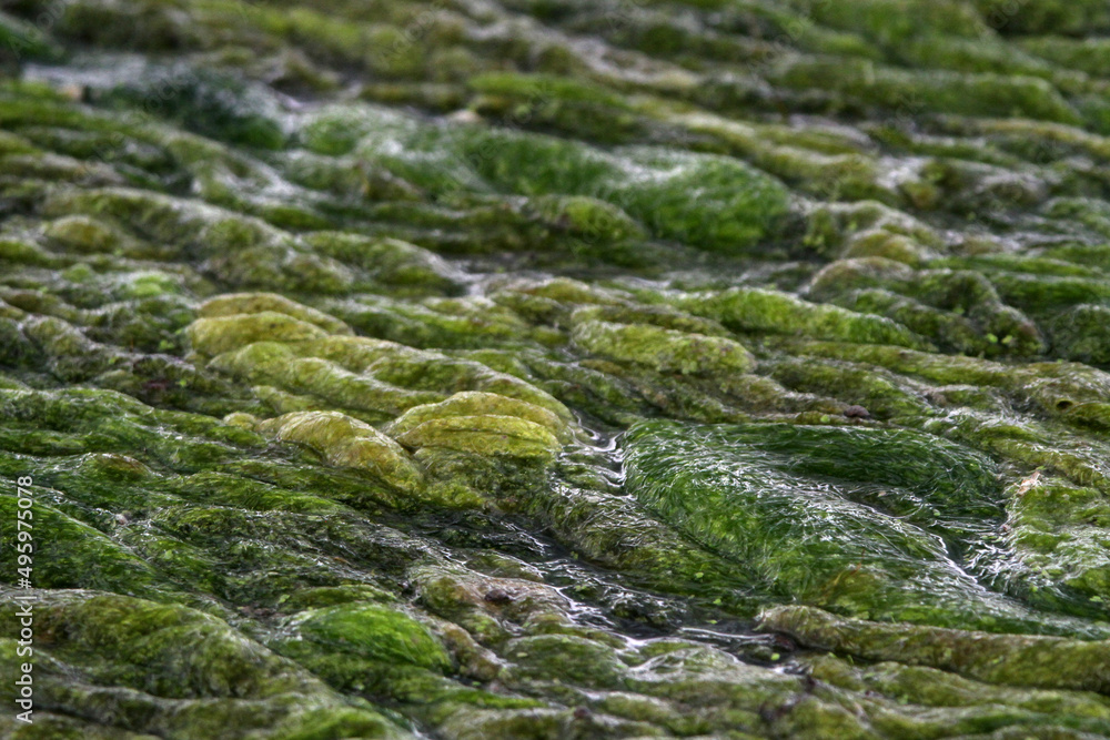 Algae on Iowa Pond