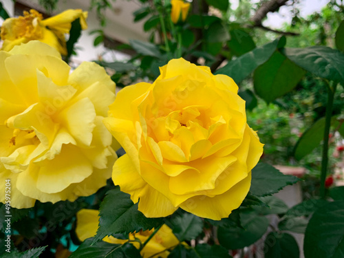 Blooming bush of yellow roses in a spring garden.