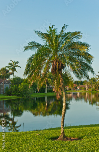 front view, medium distance of, a young palm tree growing on a grassy lawn with a tropical lake in background with a clear blue sky