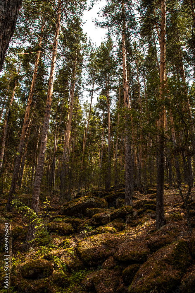 Obraz premium forest in summer