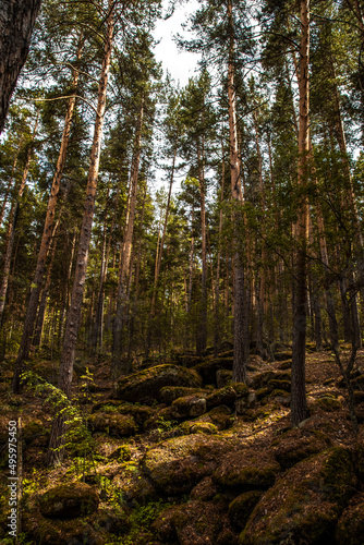 forest in summer