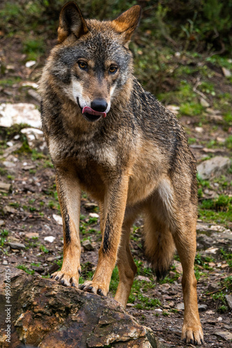 Photo of an Iberian wild wolf in the middle of nature in Zamora, Spain. Wild animal in the forest.