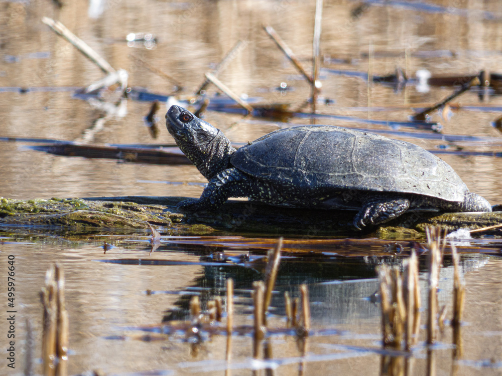 Fototapeta premium a turtle basking in the sun on a wooden log near dry reeds on a lake 