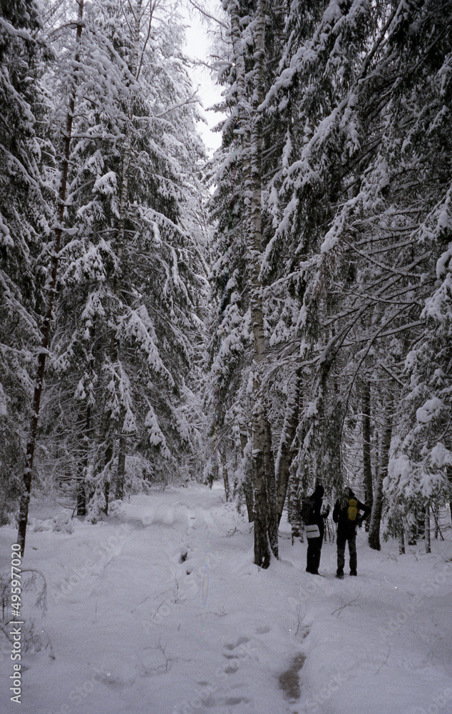Winter Tracking. Tourists in the winter forest. Winter Tracking. Tourists in the winter forest.