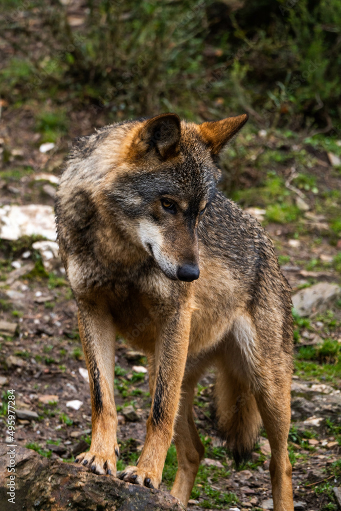 Photo of an Iberian wild wolf in the middle of nature in Zamora, Spain. Wild animal in the forest.