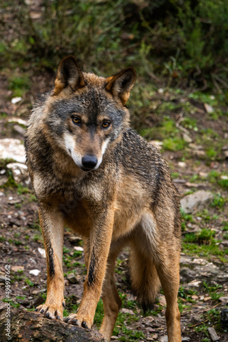 Photo of an Iberian wild wolf in the middle of nature in Zamora, Spain. Wild animal in the forest.