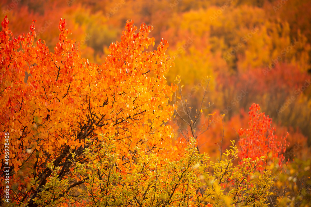 Red and yellow leaves of trees in the autumn forest on a blurred background. Autumn nature. Beautiful autumn landscape with place for text.