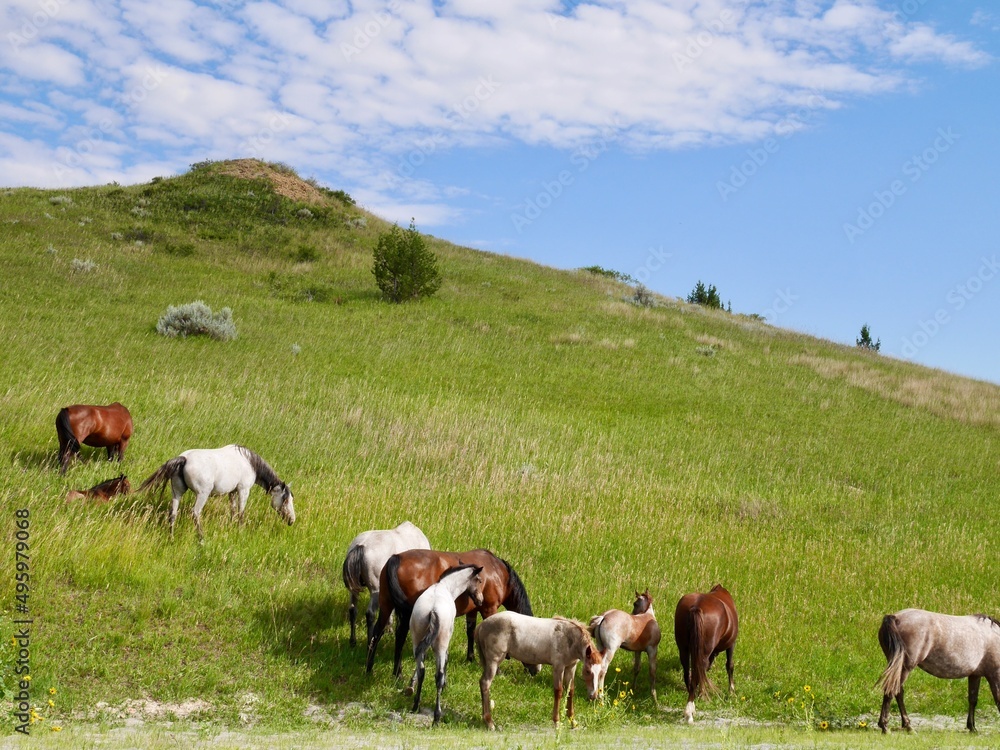 Wild horses in Theodore Roosevelt National Park. North Dakota, USA